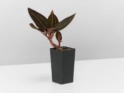 Jewel Orchid -Plants in a Box Sales Shop LudisiaDiscolourJewelOrchid single fdbd0476 506d 4e92 8ab5 b2768719a5be