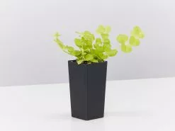 Lysimachia Nummularia Goldilocks -Plants in a Box Sales Shop LysimachiaGoldilocks single 1 54fdf10d 6b95 4af0 8e81 0958f1df68ee