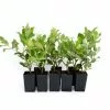 Metrosideros Spring Fire -Plants in a Box Sales Shop METSPF RS e56978cb 268b 45fd ae36 fa12858fba32