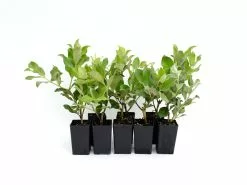 Metrosideros Spring Fire