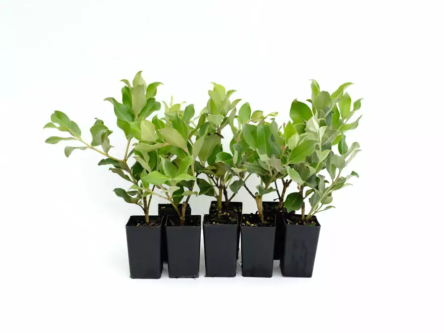 Metrosideros Spring Fire 3 Metrosideros Spring Fire