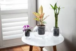 Clear Glass Self-Watering Planter - Ideal For Leca -Plants in a Box Sales Shop MG 4107