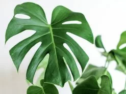 Monstera Deliciosa Tauerii - 85mm -Plants in a Box Sales Shop MONDEL adult RS 8869dc63 ef87 449d 94b9 d0d7a8fcbcd5