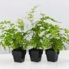 Maidenhair Fern -Plants in a Box Sales Shop MaidenhairFernAdiantumSp 3plants e244b355 534f 4ebc a826 e44776366a8e