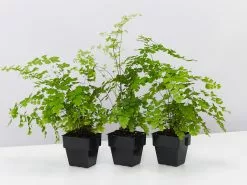 Maidenhair Fern