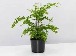 Maidenhair Fern - Pot + Plant + Soil -Plants in a Box Sales Shop MaidenhairFernAdiantumSp Large single