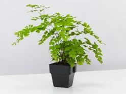 Maidenhair Fern -Plants in a Box Sales Shop MaidenhairFernAdiantumSp single da14a190 c95e 4196 b115 aee932beaecc