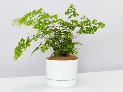 Maidenhair Fern - Pot + Plant + Soil -Plants in a Box Sales Shop MaidenhairFernLargeWhitePot single 6f15f367 3545 44ed 9c90 fa6d504fee85