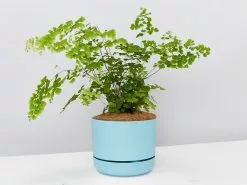Maidenhair Fern - Pot + Plant + Soil -Plants in a Box Sales Shop MaidenhairFernLargebluePot single