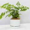Maidenhair Fern - Pot + Plant + Soil -Plants in a Box Sales Shop MaidenhairFernLargefogPot single