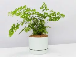 Maidenhair Fern - Pot + Plant + Soil