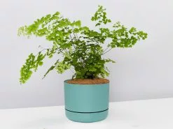 Maidenhair Fern - Pot + Plant + Soil -Plants in a Box Sales Shop MaidenhairFernLargemossPot single