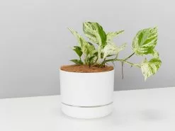 Pothos Marble Queen - Pot + Plant + Soil -Plants in a Box Sales Shop MarbelQueenMrKitlyWhite single
