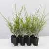 Melaleuca Armillaris Pink -Plants in a Box Sales Shop MelaleucaArmillarisPink 8plants 0fda8fd9 507f 46d2 bfbe 442bc896f360