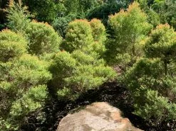 Melaleuca Claret Tops -Plants in a Box Sales Shop MelaleucaClaretTops01 37cd7bac e22d 4563 8186 991a66bf2f0f