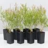 Melaleuca Claret Tops -Plants in a Box Sales Shop MelaleucaClaretTops 8plants 5d5783fb e4b0 48ad a576 e89df3676645