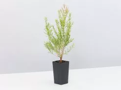 Melaleuca Claret Tops -Plants in a Box Sales Shop MelaleucaClaretTops single c4435730 b759 411d bf31 fbf33062fe5a