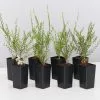 Melaleuca Thymifolia White Lace -Plants in a Box Sales Shop MelaleucaThymifoliaWhiteLace 8 plants 724865db c0c3 403f 938b 848a24cc7d7d
