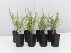 Melaleuca Thymifolia White Lace