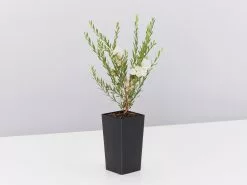 Melaleuca Thymifolia White Lace -Plants in a Box Sales Shop MelaleucaThymifoliaWhiteLace single 89c156a5 c8fa 4e5d b9e7 fecbd599337e