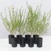 Melaleuca Thymifolia -Plants in a Box Sales Shop MelaleucaThymifolia 8plants 0c099f87 9553 4d48 b74b 827e8e89e139