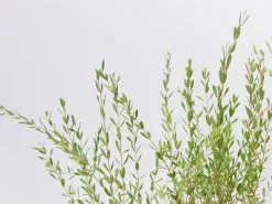 Melaleuca Thymifolia -Plants in a Box Sales Shop MelaleucaThymifolia detail e9193f83 7934 4766 80fd e4e5c63dc87b