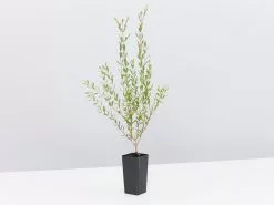 Melaleuca Thymifolia -Plants in a Box Sales Shop MelaleucaThymifolia single ef779b0b 03ee 4ffd 9e70 9ef91cf6a7f2