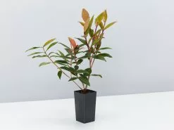 Metrosideros Fiji Fireâ„¢ -Plants in a Box Sales Shop Metrosideros Fiji Fire Single d78e4c78 2c57 46fa bde2 cda572affe09