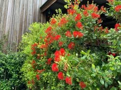 Metrosideros Fiji Fireâ„¢ -Plants in a Box Sales Shop Metrosiderous Fiji fire01 68baad5c 0a49 47f2 b4ac 099055e48374