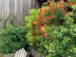 Metrosideros Fiji Fireâ„¢ -Plants in a Box Sales Shop Metrosiderous Fiji fire02 5f3cb3aa fbf1 42cc 9706 d730f3e237ad