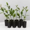 Michelia Coco -Plants in a Box Sales Shop MicheliaCoco 8plants 4bea401c a363 4520 9c58 c5bea7ea43d5