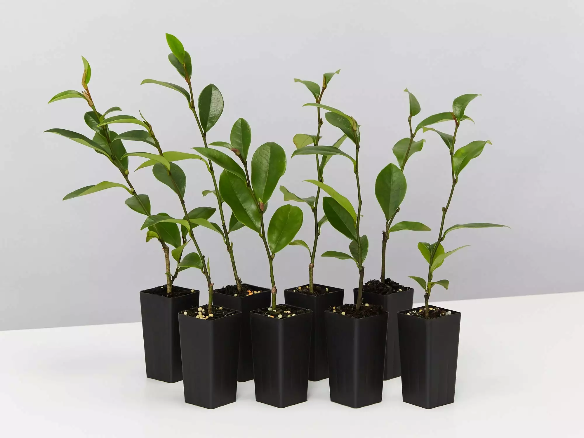 Michelia Coco 3 Michelia Coco