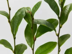 Michelia Coco 10 Michelia Coco -Plants in a Box Sales Shop MicheliaCoco single detail 1d46f3f2 8f0e 482c 8907 928ce764b349