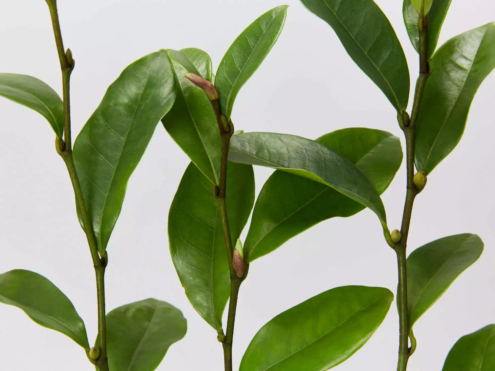 Michelia Coco 6 Michelia Coco - Image 4