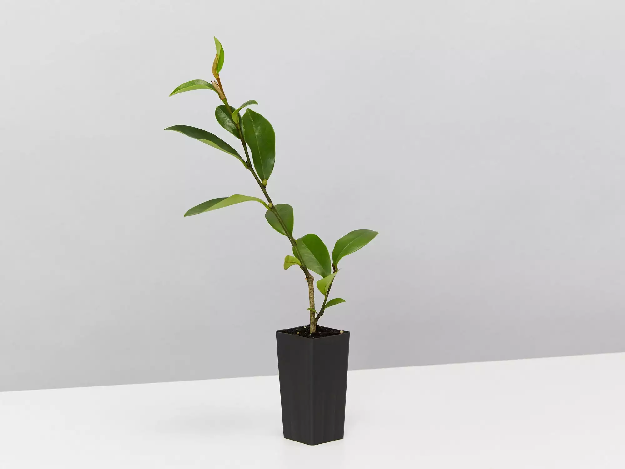 Michelia Coco 5 Michelia Coco - Image 3