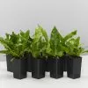 Microsorum Crocodyllus -Plants in a Box Sales Shop MicrosonmCrocodylluis 8plants 3012f590 66af 4078 bf3e 805bd64bebc0