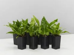 Microsorum Crocodyllus