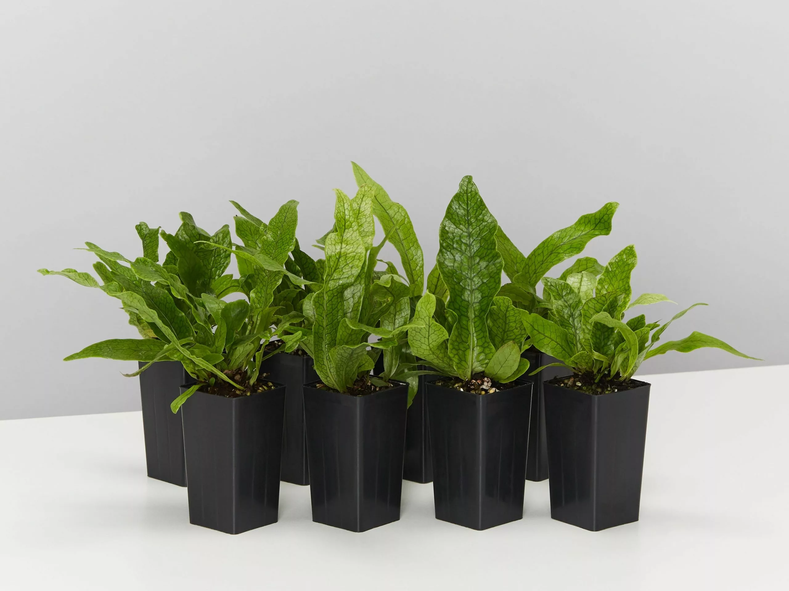 Microsorum Crocodyllus 3 Microsorum Crocodyllus