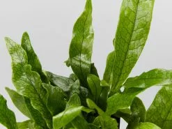 Microsorum Crocodyllus 10 Microsorum Crocodyllus -Plants in a Box Sales Shop MicrosonmCrocodylluis detail bda7b8b5 9c49 48a8 a470 f4f865733195