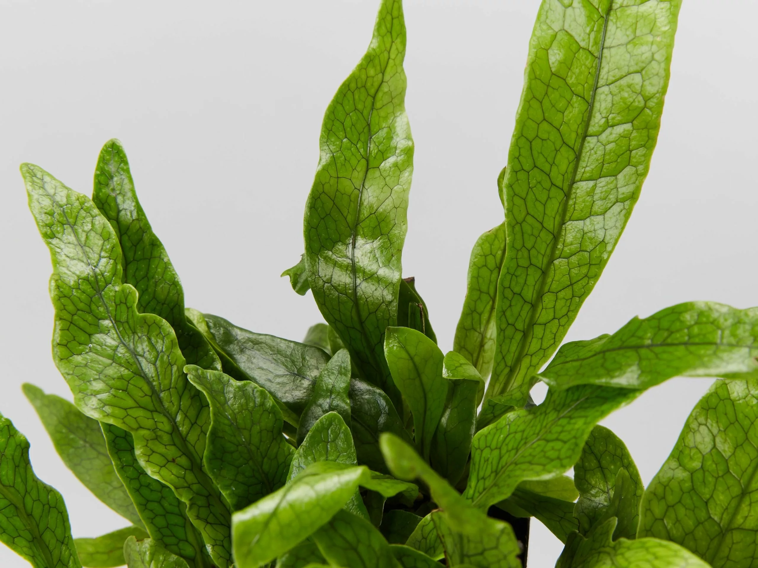 Microsorum Crocodyllus 6 Microsorum Crocodyllus - Image 4