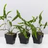 Microsorum Diversifolium - Kangaroo Fern - 85mm -Plants in a Box Sales Shop MicrosorumDiversifoliumKangarooFern 3plants