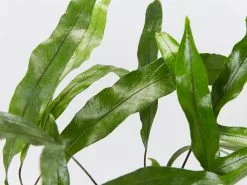 Microsorum Diversifolium - Kangaroo Fern - 85mm -Plants in a Box Sales Shop MicrosorumDiversifoliumKangarooFern detail