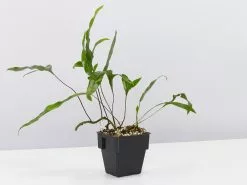 Microsorum Diversifolium - Kangaroo Fern - 85mm -Plants in a Box Sales Shop MicrosorumDiversifoliumKangarooFern single