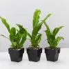Microsorum Punctatum Green Flame - 85mm 1 Microsorum Punctatum Green Flame - 85mm -Plants in a Box Sales Shop MicrosorumGreenFlame 3plants