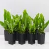 Microsorum Punctatum Green Flame -Plants in a Box Sales Shop MicrosorumGreenFlame 8plants 697a7601 b1b3 42a1 ab5e 862bca710d89
