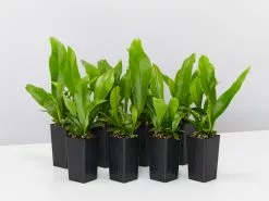 Microsorum Punctatum Green Flame