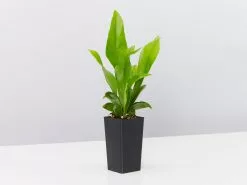 Microsorum Punctatum Green Flame -Plants in a Box Sales Shop MicrosorumGreenFlame single 867d2e2d 4c38 424f ad8e 492cf0372d54
