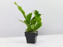 Microsorum Punctatum Green Flame - 85mm -Plants in a Box Sales Shop MicrosorumGreenFlame single e43cd836 9c3b 4d78 805f f8e802880d8d
