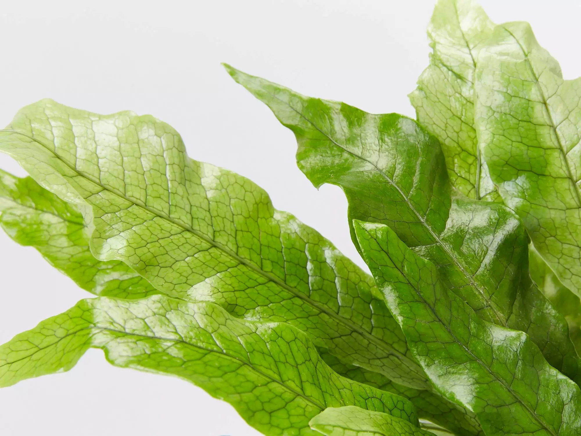 Microsorum Crocodyllus 4 Microsorum Crocodyllus - Image 2