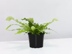 Crocodile Fern - Pot + Plant + Soil